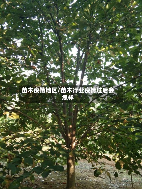 苗木疫情地区/苗木行业疫情过后会怎样