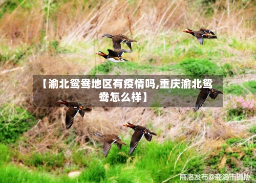 【渝北鸳鸯地区有疫情吗,重庆渝北鸳鸯怎么样】-第3张图片