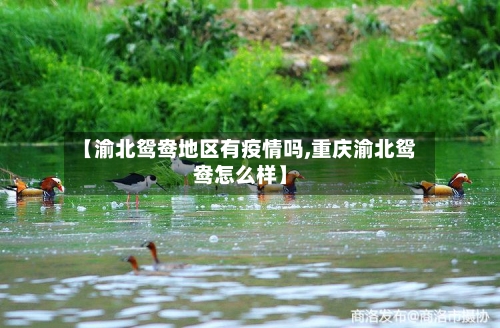 【渝北鸳鸯地区有疫情吗,重庆渝北鸳鸯怎么样】