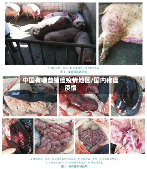 中国有哪些猪瘟疫情地区/国内猪瘟疫情