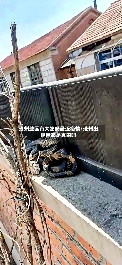 沧州地区有大蛇吗最近疫情/沧州出现巨蟒是真的吗