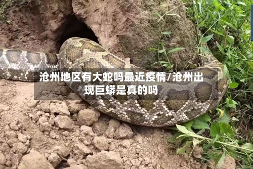 沧州地区有大蛇吗最近疫情/沧州出现巨蟒是真的吗-第2张图片