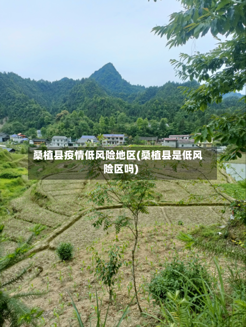 桑植县疫情低风险地区(桑植县是低风险区吗)-第2张图片